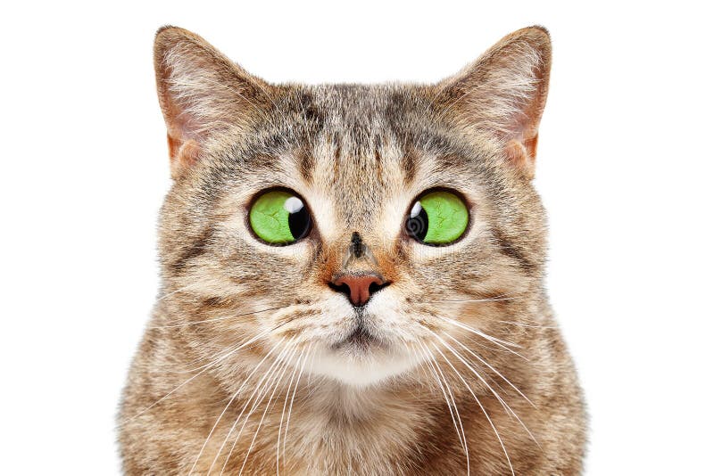 Retrato do gato engraçado com uma mosca em seu nariz fotografia de stock royalty free