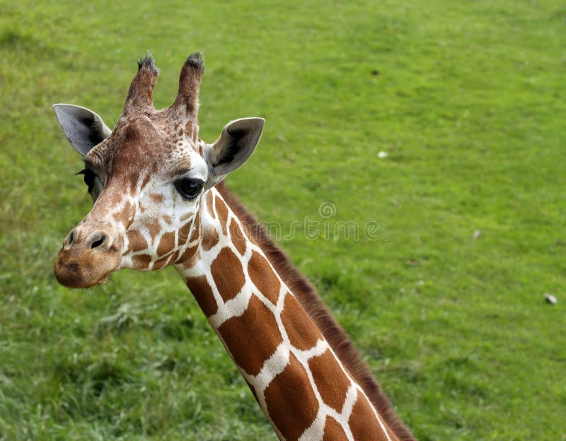 Retrato do Giraffe