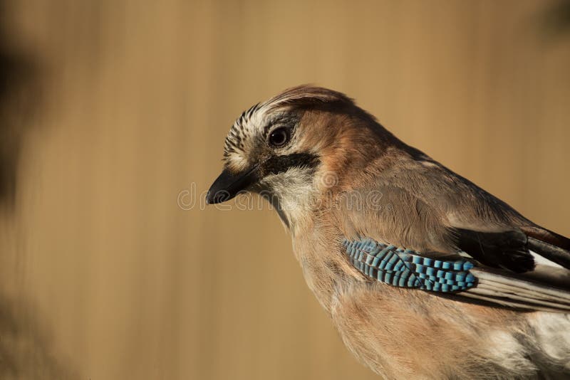 Retrato do glandarius de Jay Garrulus do europeu imagens de stock royalty free