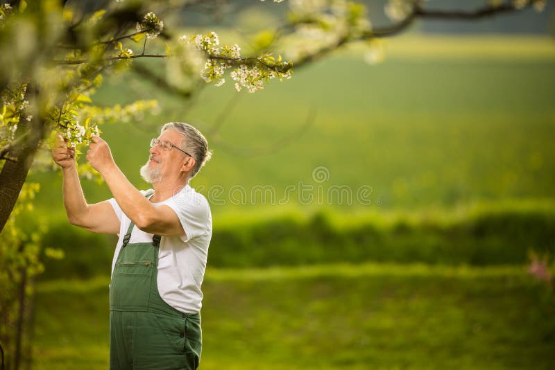 Retrato do homem superior que jardina, tomando de seu pomar bonito imagem de stock royalty free Retrato do homem superior que jardina, tomando de seu pomar bonito imagem de stock royalty free