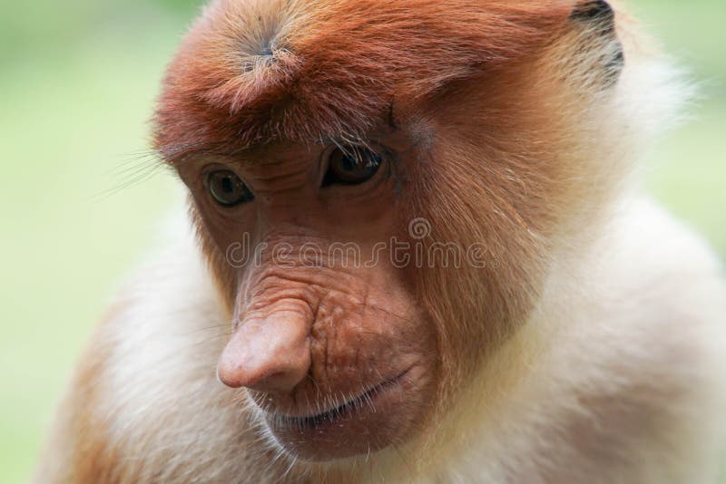 275 Fotos de Stock de Macaco Feio - Fotos de Stock Gratuitas e Sem  Fidelização a partir da Dreamstime