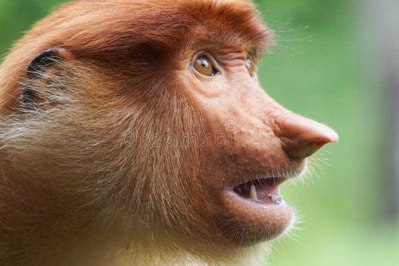 Macacos Bonitos, Macaco Engraçado Foto de Stock - Imagem de feio, cena:  73538030