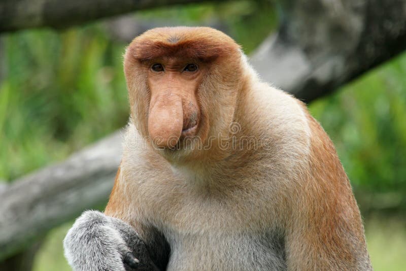 Macacos Bonitos, Macaco Engraçado Foto de Stock - Imagem de feio, cena:  73538030