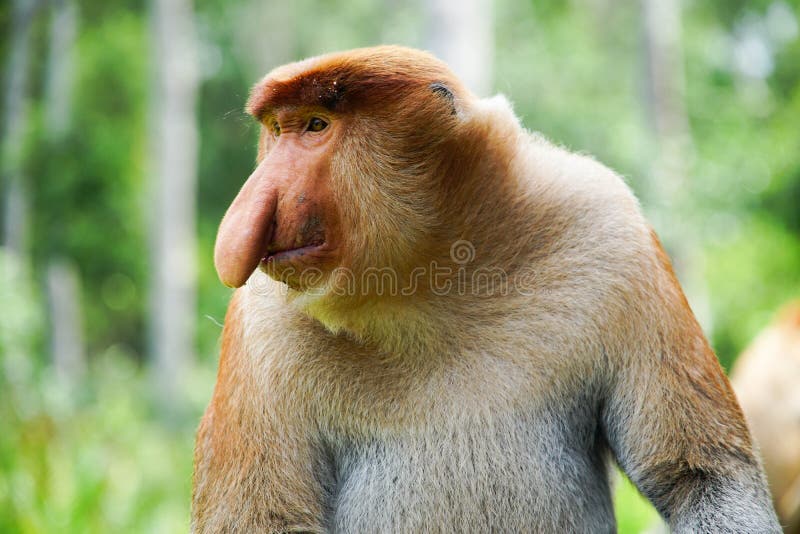 275 Fotos de Stock de Macaco Feio - Fotos de Stock Gratuitas e Sem  Fidelização a partir da Dreamstime