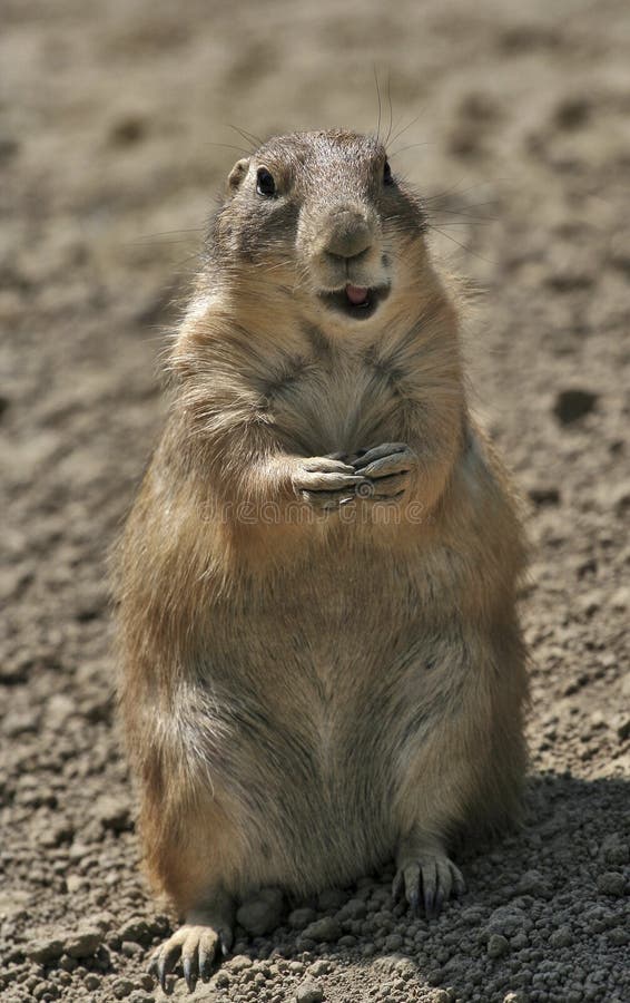 91 fotos de stock e banco de imagens de Lemmings - Getty Images