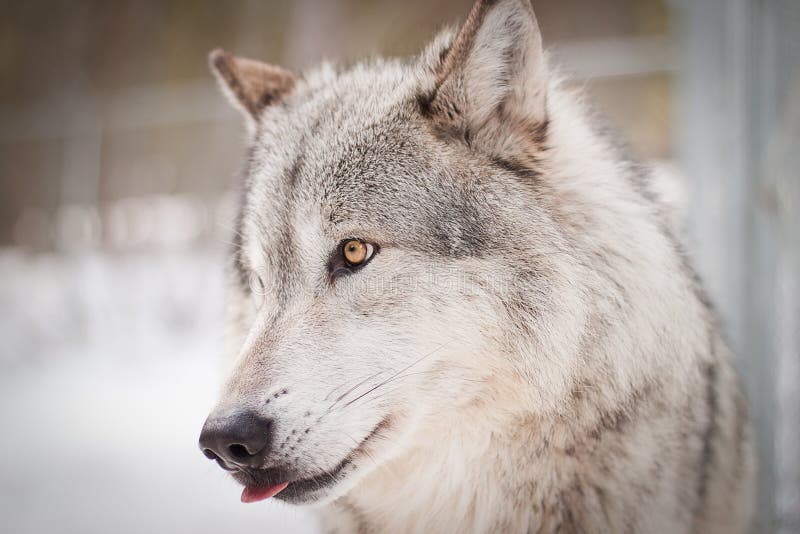 Adult male wolf with yellow eyes, portrait picture. Adult male wolf with yellow eyes, portrait picture