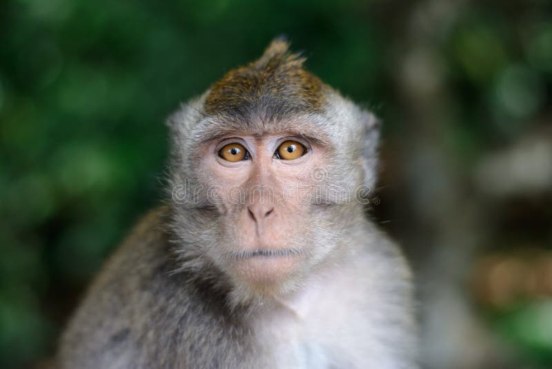 Fundo Macaco Branco Comendo Um Pedaço De Pão Fundo, Uma Criança Macaco  Mostrando A Língua, Foto Fotografia Hd, Cabeça Imagem de plano de fundo  para download gratuito