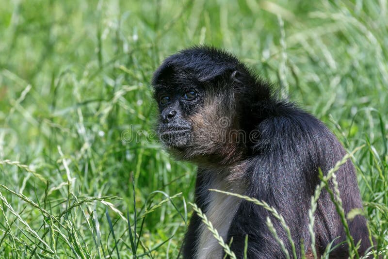 Macaco-aranha-de-geoffroy Fotografia, Fotos