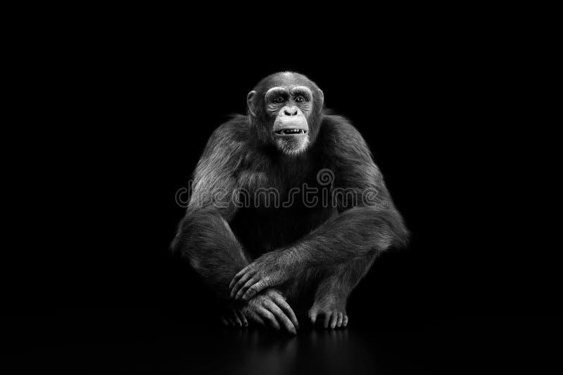 Macaco Chimpanzé Retrato Ao Ar Livre Foto de Stock - Imagem de dentes,  animal: 272533470