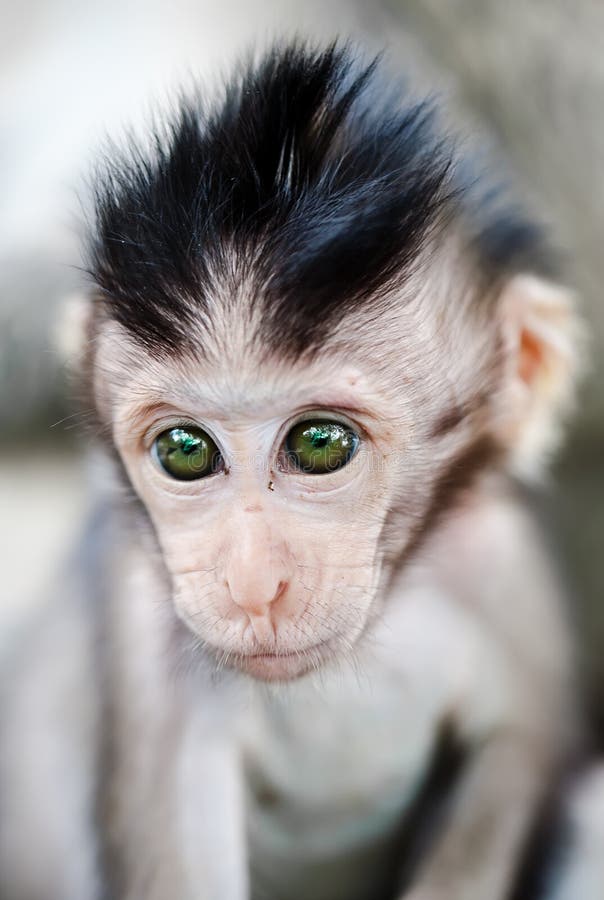 Retrato Fofo Do Macaco Bebê Foto de Stock - Imagem de naturalizado,  aventura: 187888230