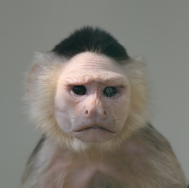 Macaco Branco-enfrentado Do Capuchin Imagem de Stock - Imagem de queimado,  primata: 31492765