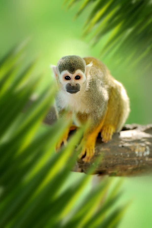 19,594 Fotos de Stock de Macaco Branco Da Cara - Fotos de Stock Gratuitas e  Sem Fidelização a partir da Dreamstime