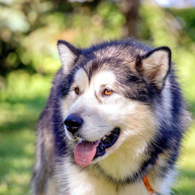 Retrato do Malamute do Alasca em um dia de verão quente foto de stock royalty free Retrato do Malamute do Alasca em um dia de verão quente foto de stock royalty free