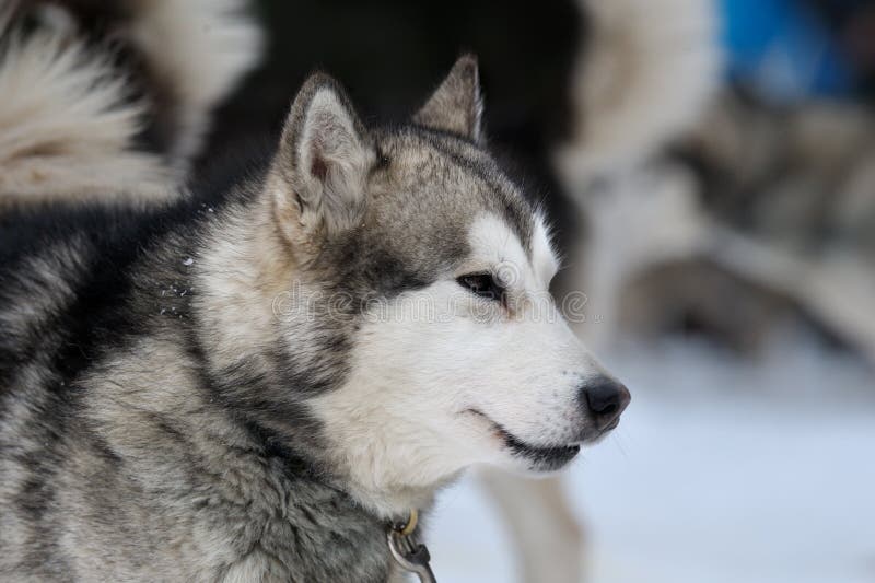 Retrato do Malamute do Alasca imagem de stock Retrato do Malamute do Alasca imagem de stock