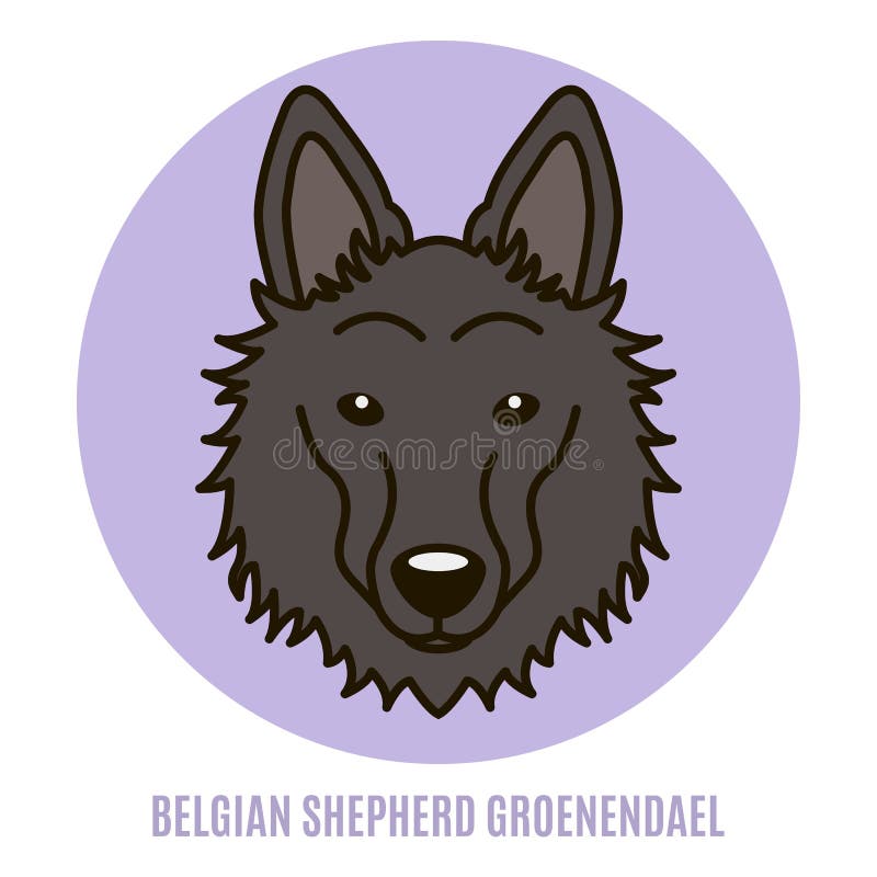 Portrait of Belgian Shepherd Groenendael. Vector illustration in style of flat. Portrait of Belgian Shepherd Groenendael. Vector illustration in style of flat
