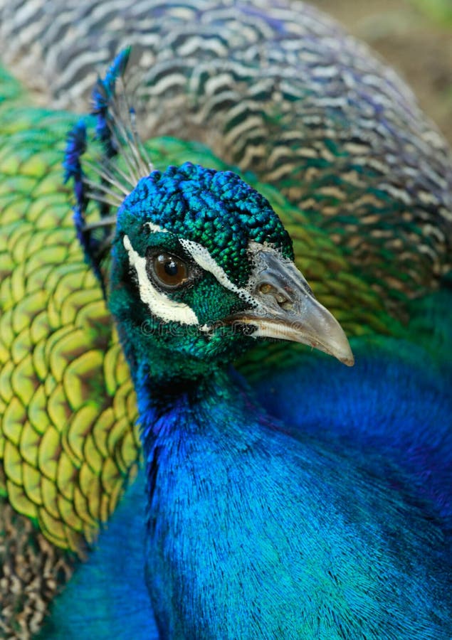 Retrato do pavão imagens de stock royalty free Retrato do pavão imagens de stock royalty free