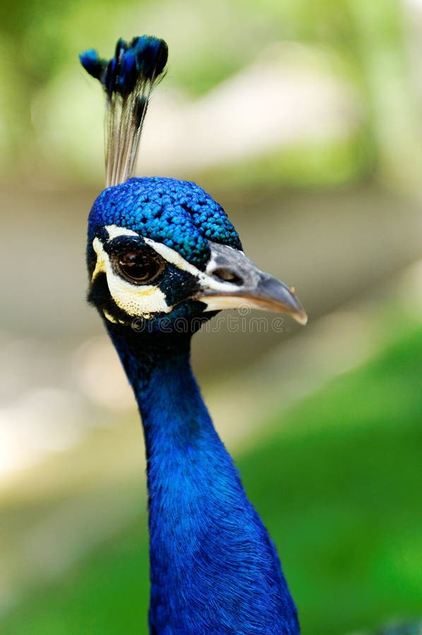 Retrato do pavão foto de stock Retrato do pavão foto de stock