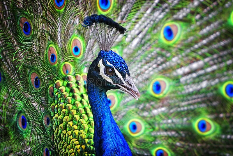 Retrato do pavão da fita azul fotos de stock royalty free Retrato do pavão da fita azul fotos de stock royalty free