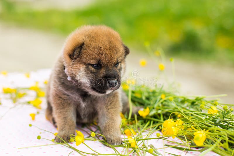 Retrato do perfil do inu velho adorável do shiba da raça do cachorrinho de duas semanas que senta-se na tabela no prado do botão imagem de stock royalty free Retrato do perfil do inu velho adorável do shiba da raça do cachorrinho de duas semanas que senta-se na tabela no prado do botão imagem de stock royalty free