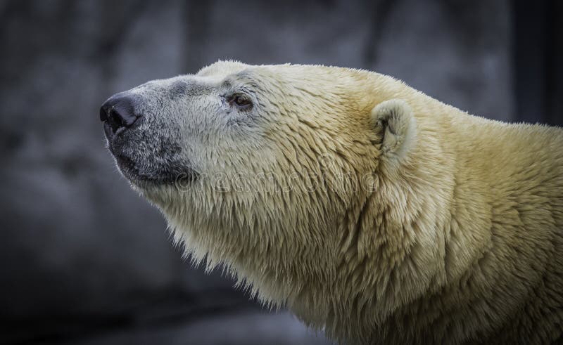 Featured image of post Urso Polar Foto De Perfil Cientista arlequina psicologa duas caras advogado espantalho psicologo senhor frio criogenista hera venenosa botanica e cientista