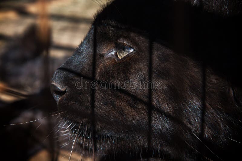 corte largo solamente temporal Retrato do puma preto imagem de stock. Imagem de wildlife - 90977579