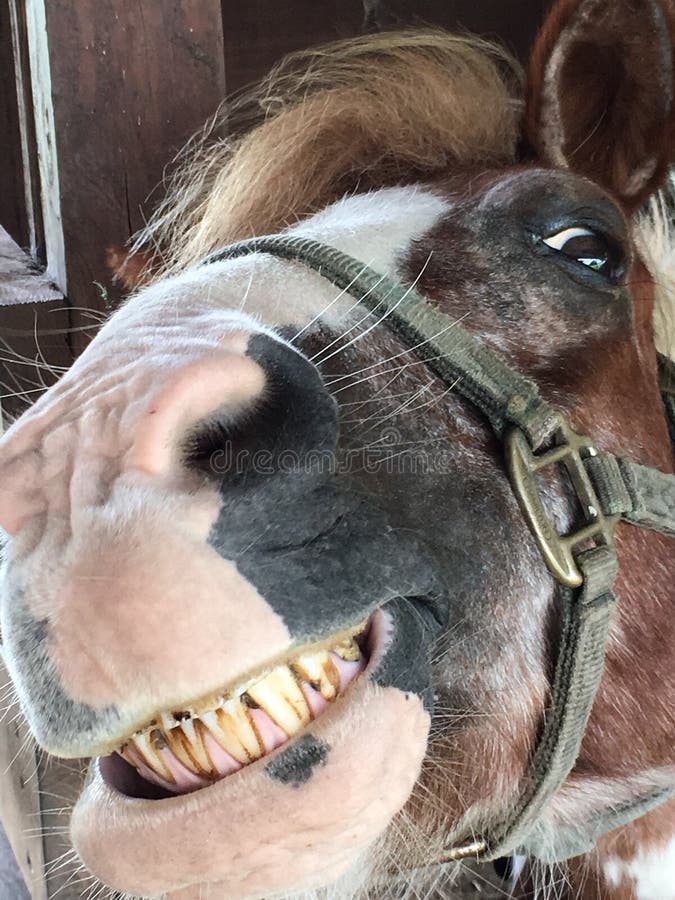 Feliz, Sorrindo, Cinzento, Latvian, Raça, Cavalo, Retrato Foto