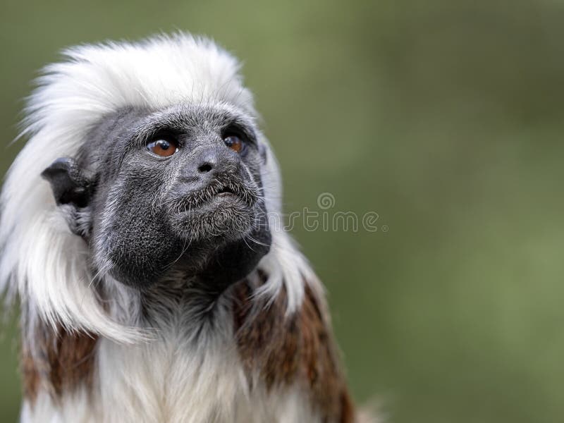 Foto de Macaco Sagui Cabeçadealgodão Saguinus Oedipus e mais fotos