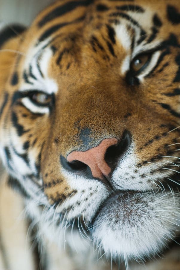 Retrato do tigre imagem de stock Retrato do tigre imagem de stock
