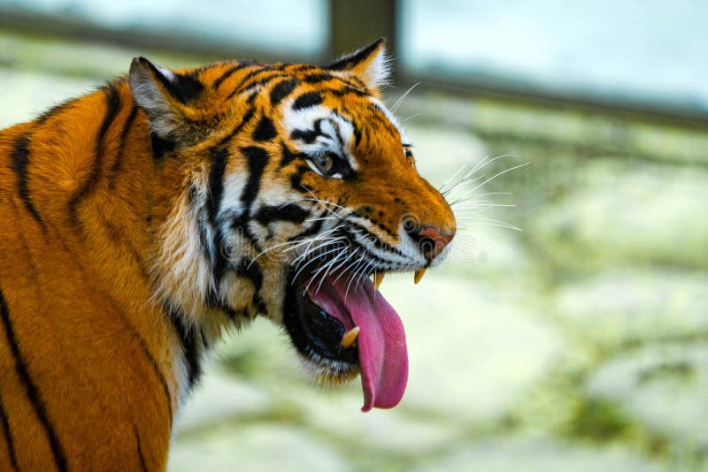 Siberian Tiger Portrait. Aggressive Stare Face Meaning Danger for