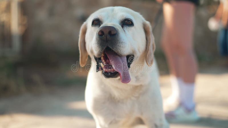 Retrato do velho labrador branco e bege olhando para fora com a língua à luz do sol. cão macho confiante e relaxado