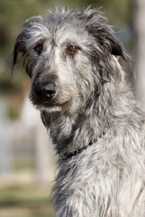 An outdoor portrait of an Irish Wolfhound. An outdoor portrait of an Irish Wolfhound