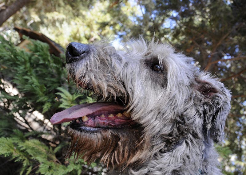 Portrait of Irish Wolfhound Out for a Walk. Portrait of Irish Wolfhound Out for a Walk