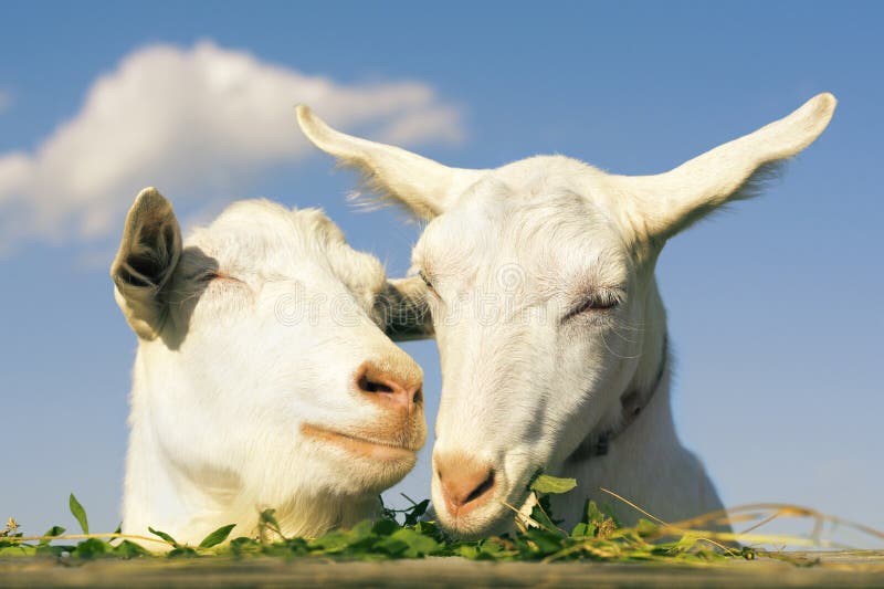 Retrato dois das cabras engraçadas que olham a uma câmera sobre o fundo do céu azul A cabra branca come a grama verde foto de stock Retrato dois das cabras engraçadas que olham a uma câmera sobre o fundo do céu azul A cabra branca come a grama verde foto de stock
