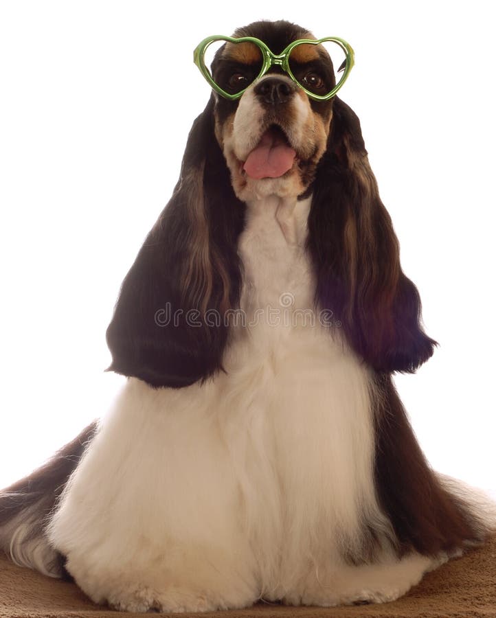 Retrato engraçado do spaniel de cocker imagens de stock royalty free Retrato engraçado do spaniel de cocker imagens de stock royalty free