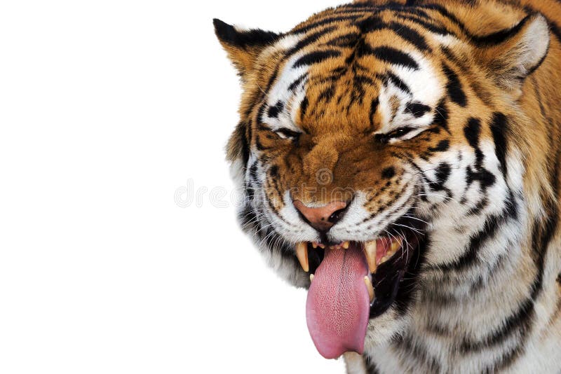 Retrato engraçado do tigre imagens de stock royalty free Retrato engraçado do tigre imagens de stock royalty free