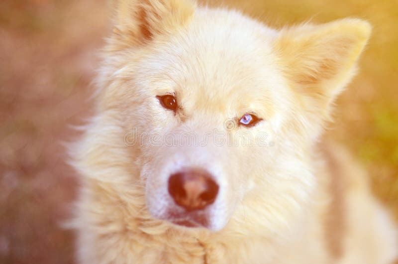 Retrato entonado del perro fornido del samoyedo siberiano blanco con heterochromia un fenómeno cuando los ojos tienen diversos co imagen de archivo Retrato entonado del perro fornido del samoyedo siberiano blanco con heterochromia un fenómeno cuando los ojos tienen diversos co imagen de archivo