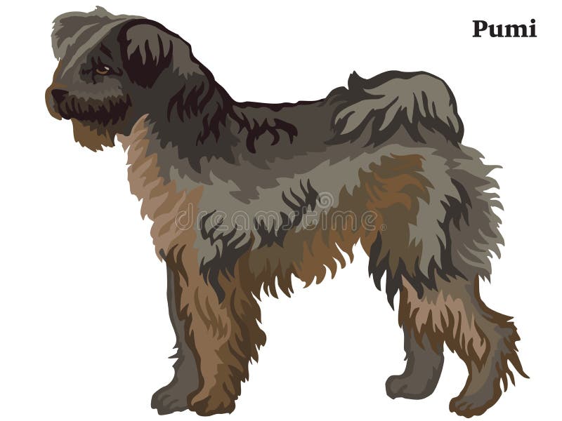 Retrato ereto decorativo colorido da ilustração do vetor do cão de Pumi ilustração royalty free Retrato ereto decorativo colorido da ilustração do vetor do cão de Pumi ilustração royalty free