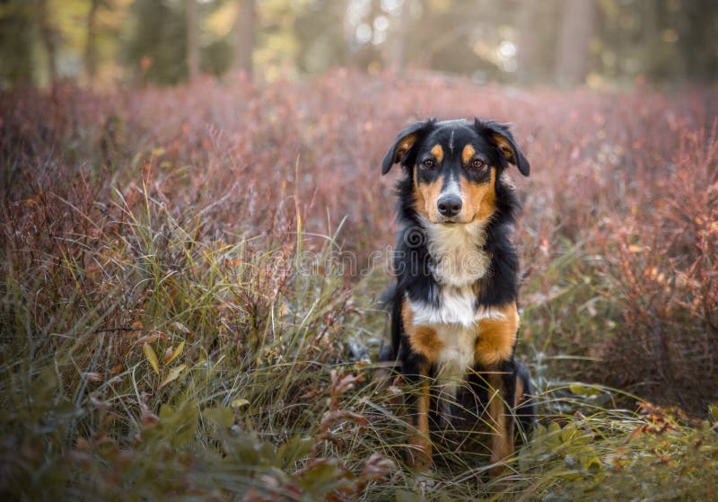 O Pastor Inglês é O Mais Inteligente Do Mundo. Collie Da Fronteira Marrom  No Treinamento De Serviço De Pastoreio Fica Feliz Sob a Imagem de Stock -  Imagem de amizade, animais: 215435891