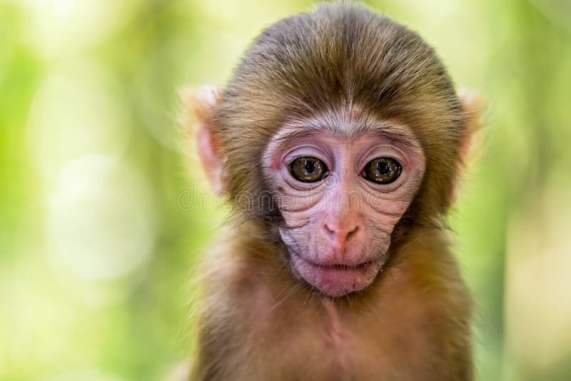 Retrato Fofo Do Macaco Bebê Foto de Stock - Imagem de naturalizado,  aventura: 187888230