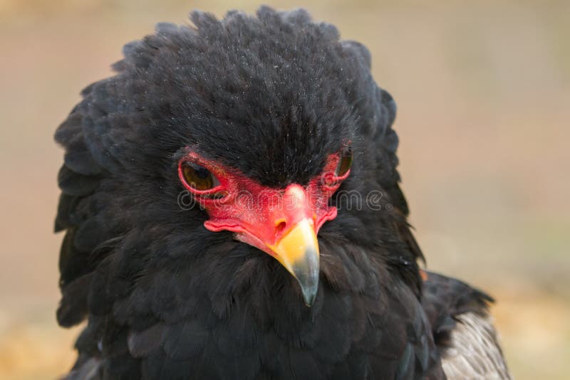 Retrato fotográfico de um Bateleur Eagle imagem de stock royalty free Retrato fotográfico de um Bateleur Eagle imagem de stock royalty free