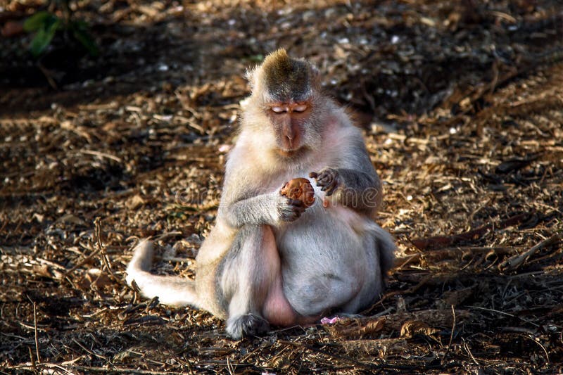 Imagens revelam o exato momento do parto de um macaco