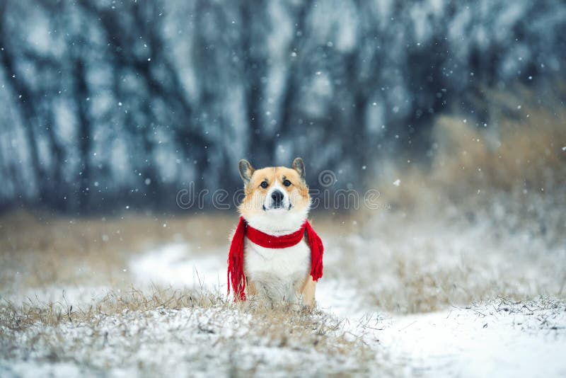 Retrato gracioso un perro de corgi rojo sentado en un parque de invierno con una bufanda roja de punto bajo la nieve en caída fotografía de archivo libre de regalías