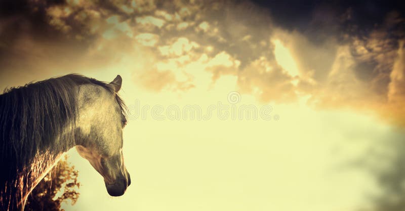 Gray horse portrait on Beautiful on sky background, banner, outdoor. Gray horse portrait on Beautiful on sky background, banner, outdoor