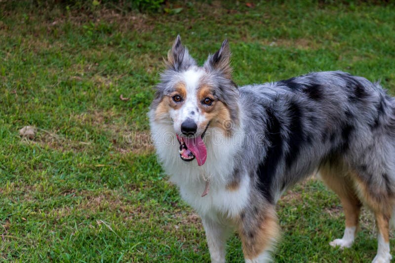 Retrato hermoso de la primavera del border collie adorable del gris y blanco en el parque floreciente fotos de archivo Retrato hermoso de la primavera del border collie adorable del gris y blanco en el parque floreciente fotos de archivo