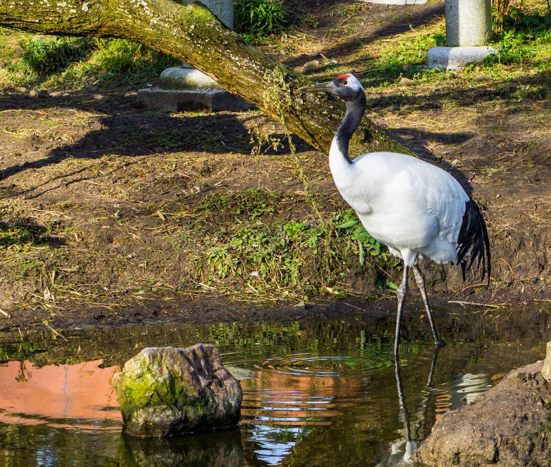 Retrato hermoso de una grúa japonesa que camina en el agua, especie en peligro del pájaro de Asia imagen de archivo libre de regalías Retrato hermoso de una grúa japonesa que camina en el agua, especie en peligro del pájaro de Asia imagen de archivo libre de regalías