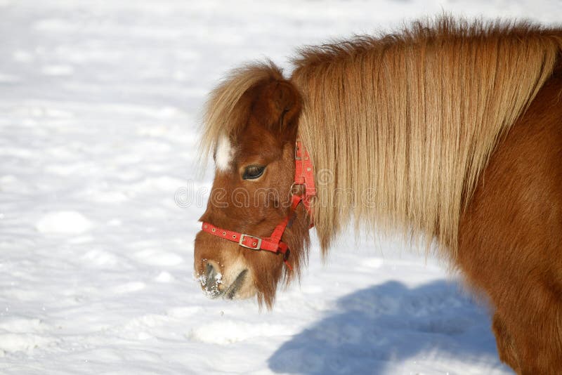 Retrato hermoso del caballo del potro en prado del invierno imagen de archivo Retrato hermoso del caballo del potro en prado del invierno imagen de archivo