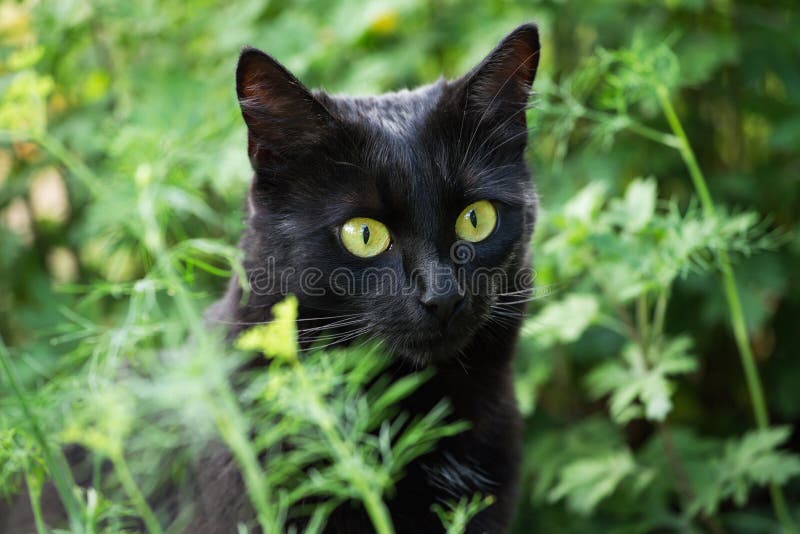 Retrato hermoso del gato negro de Bombay con los ojos amarillos y el primer atento de la mirada, macro fotos de archivo Retrato hermoso del gato negro de Bombay con los ojos amarillos y el primer atento de la mirada, macro fotos de archivo