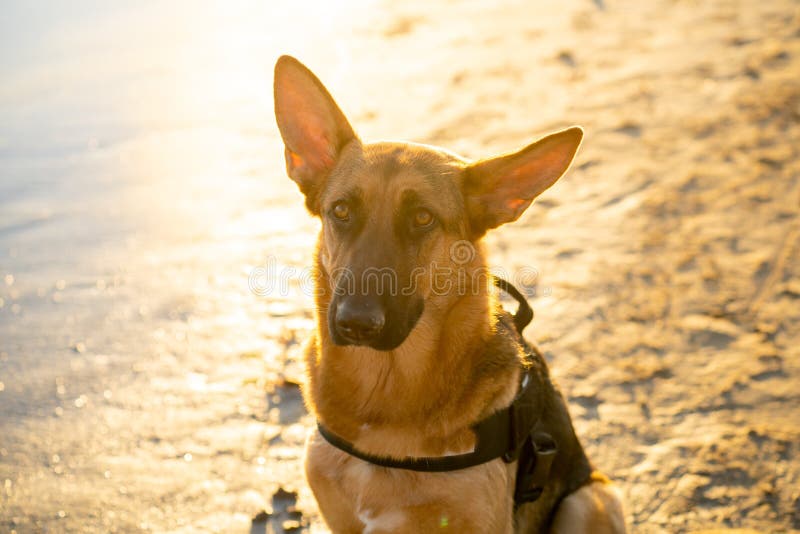 Retrato hermoso del perro alemán joven del shepard que se sienta en la orilla del mar en la playa en la puesta del sol fotos de archivo libres de regalías Retrato hermoso del perro alemán joven del shepard que se sienta en la orilla del mar en la playa en la puesta del sol fotos de archivo libres de regalías