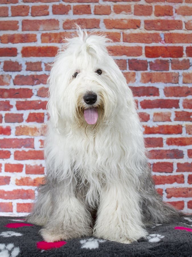 Cão Pastor Inglês Velho Que Está Em Um Fundo Cinzento Foto de Stock -  Imagem de fundo, estar: 110519846