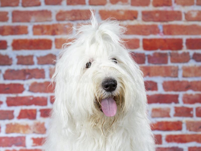 Cão pastor inglês velho foto de stock. Imagem de canino - 39439220